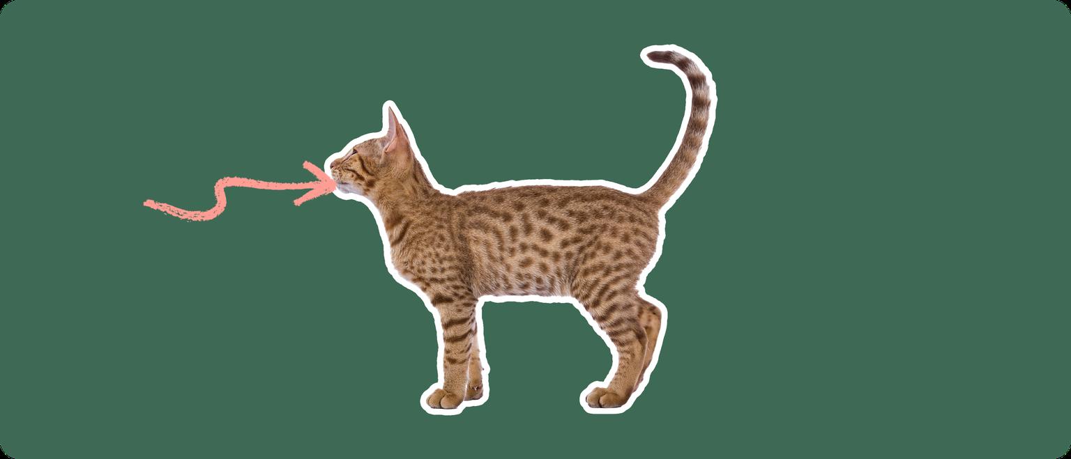 An Ocicat cut out with a white outline, with a pink arrow pointing to it's mouth, on a solid green background