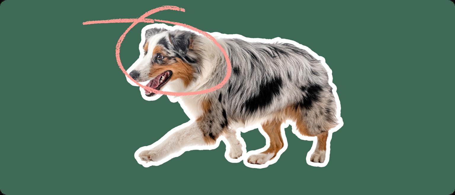Image of an Australian Shepherd with a pink arrow drawn over its face