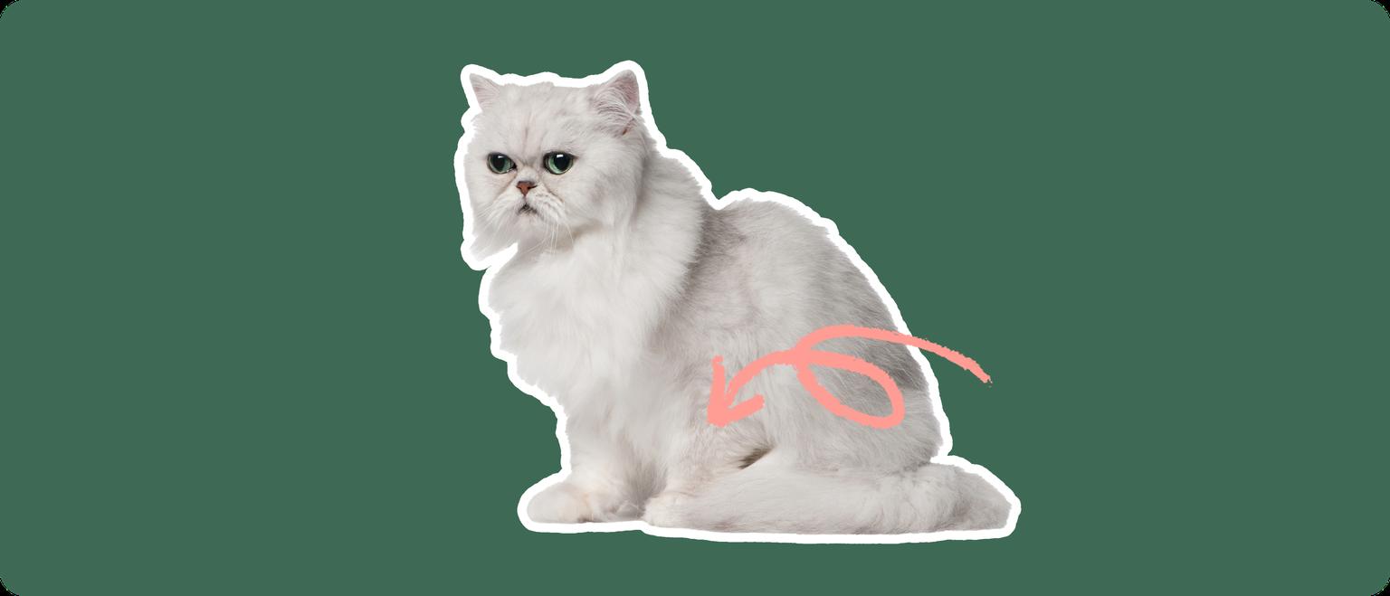 A Chinchilla Persian cat cut out with a white outline, with a pink arrow pointing to it's lower belly, on a solid green background