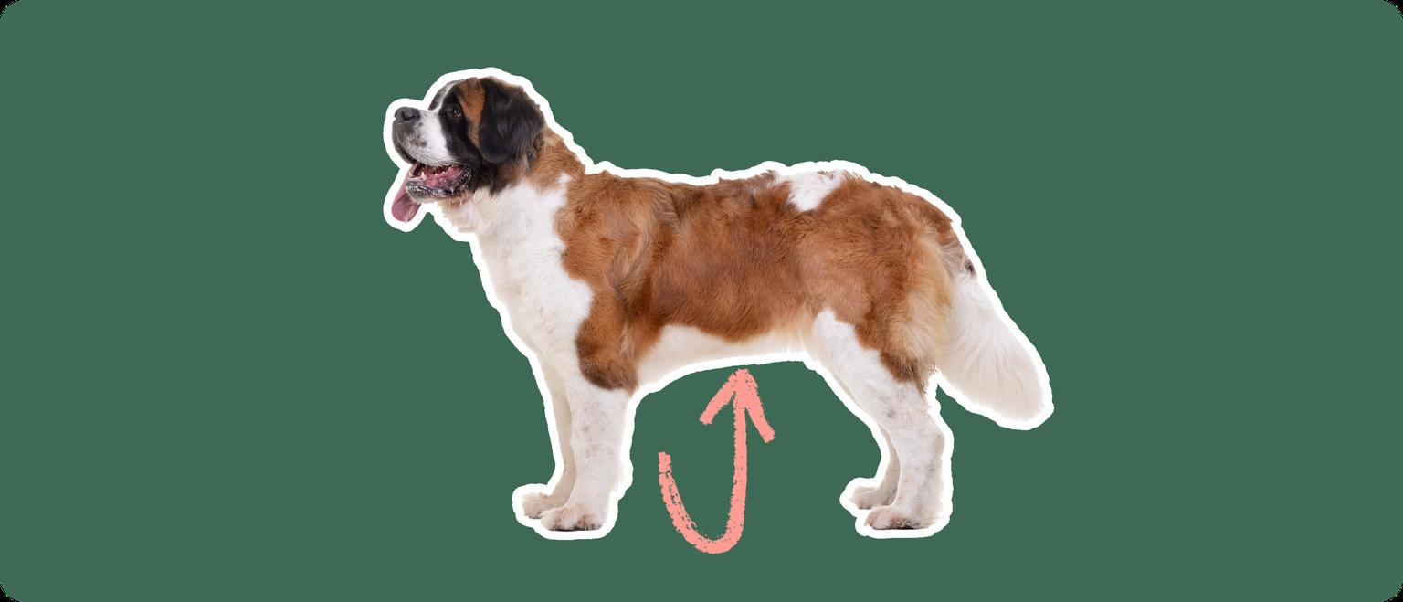The sideview of a Saint Bernard dog standing, cut out with a white outline, with a pink arrow pointing to it's stomach, on a solid green background