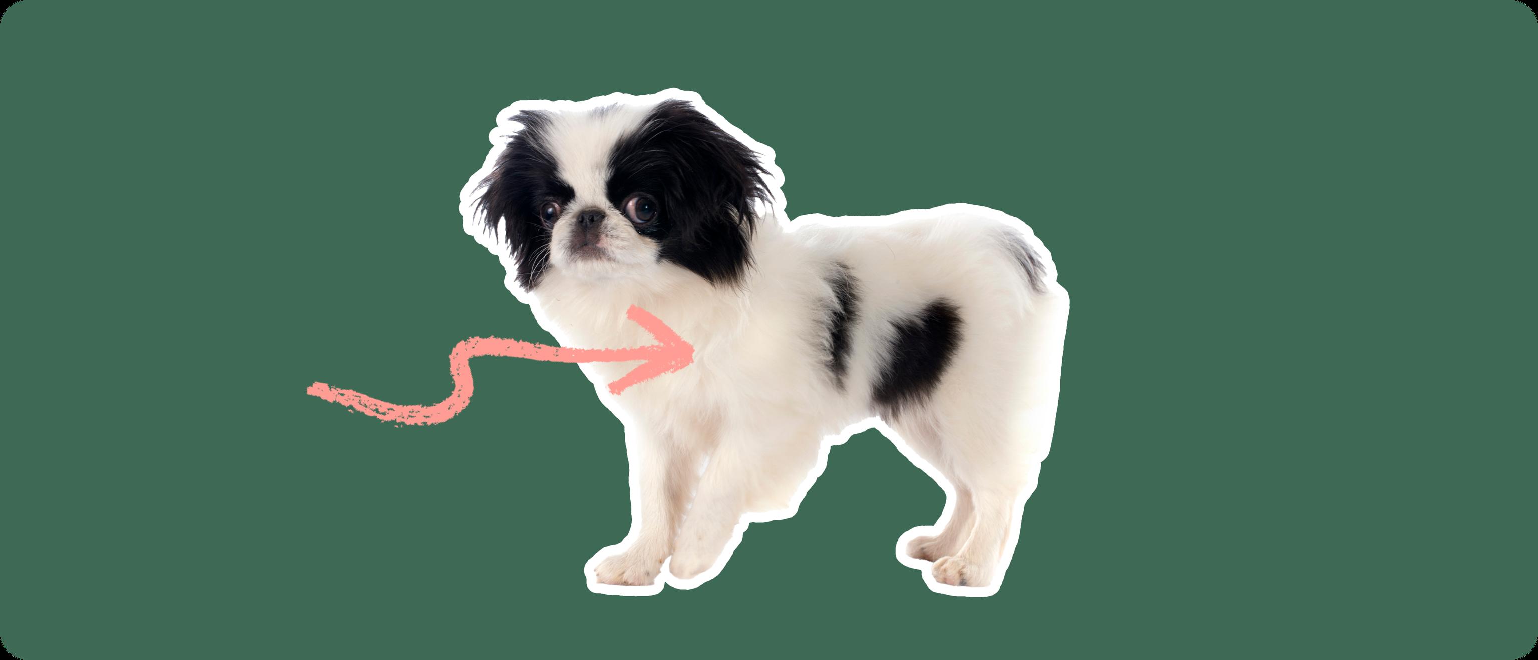 A Japanese Chin puppy cut out with a white outline, with a pink arrow pointing to it's chest, on a solid green background
