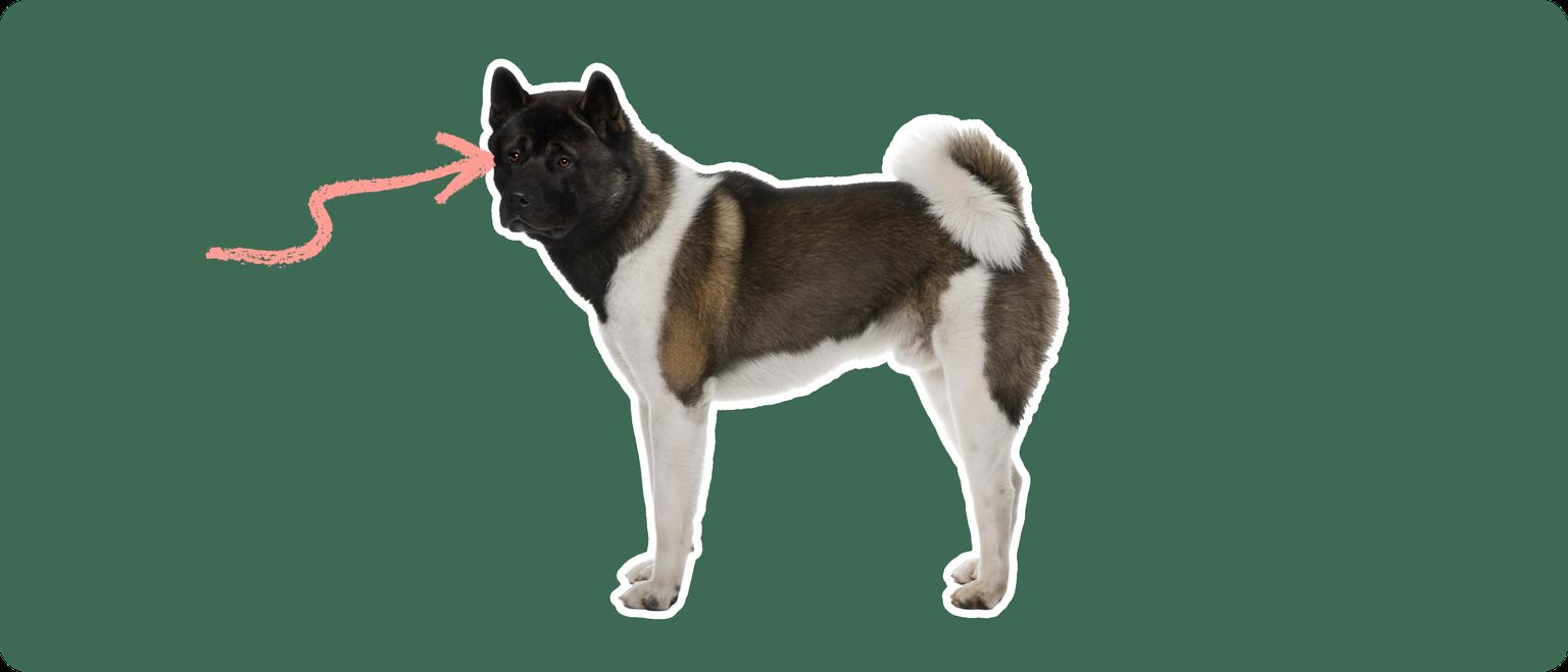 A brown and white Akita dog cut out, with a white outline, with a pink arrow pointing to it's eye, on a solid green background