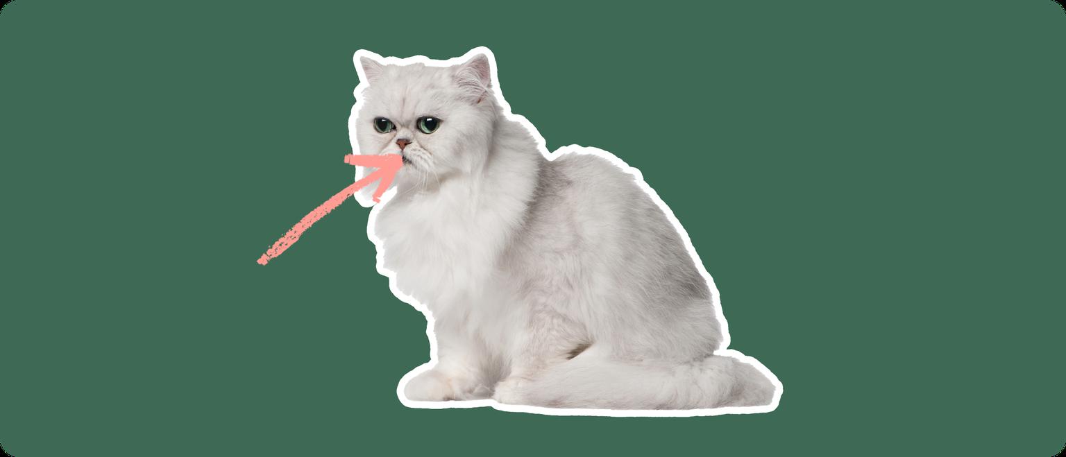 A Chinchilla Persian cat cut out with a white outline, with a pink arrow pointing to it's mouth, on a solid green background