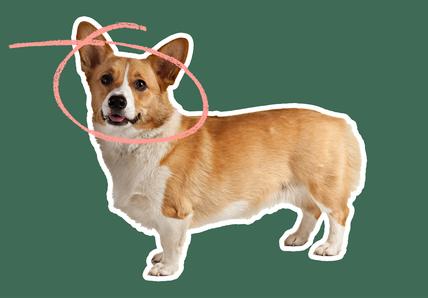 A Pembroke Welsh Corgi with a tan and white coat, stands in profile against a dark green background. The Corgi has large, pointed ears, a happy expression, and a pink doodle circling around its head, indicating a focus on epilepsy, which the breed is prone to.