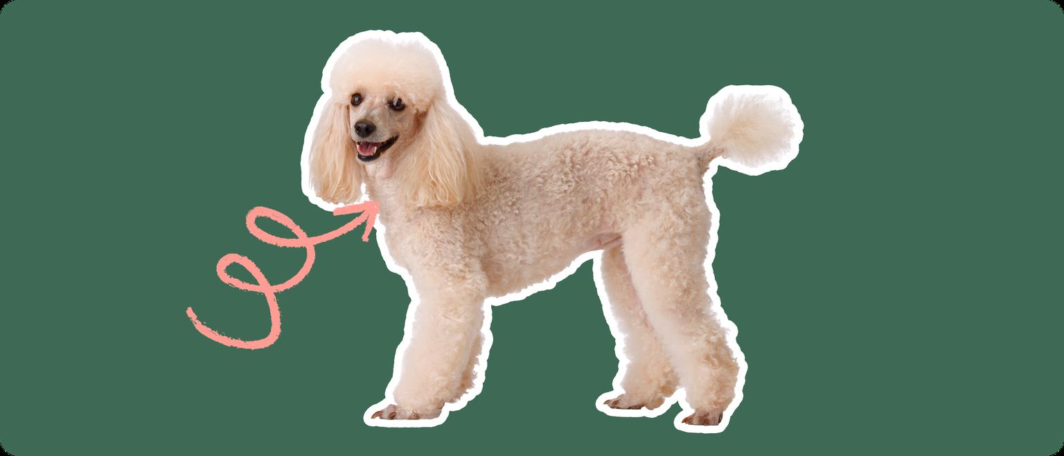 Image of a Poodle with a pink arrow pointing at its thyroid