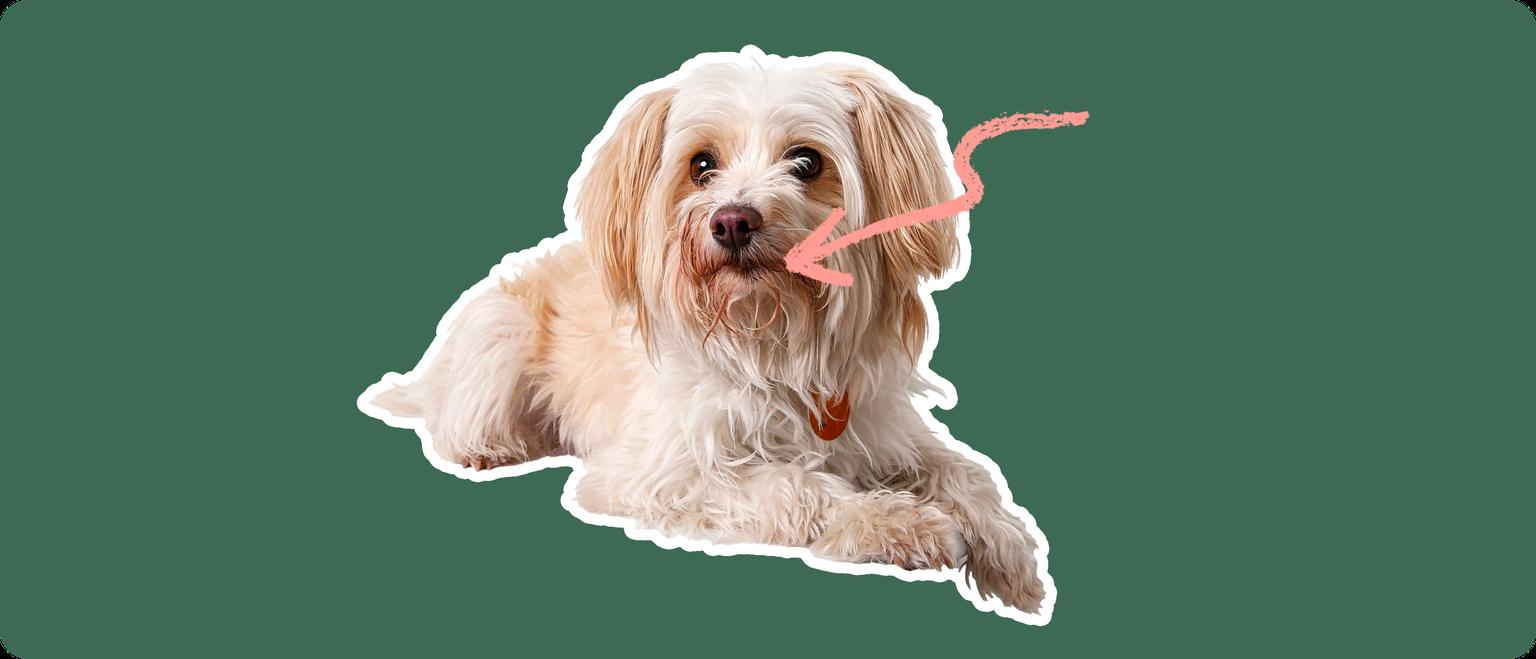 Yorkipoo