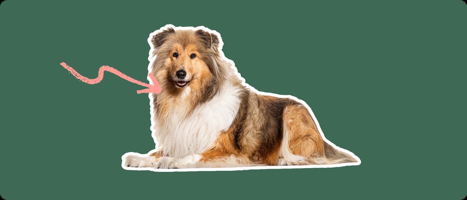 A cut out of a Rough Collie laying down, with a white stroke, on a green background, with a pink arrow pointing to it's throat.