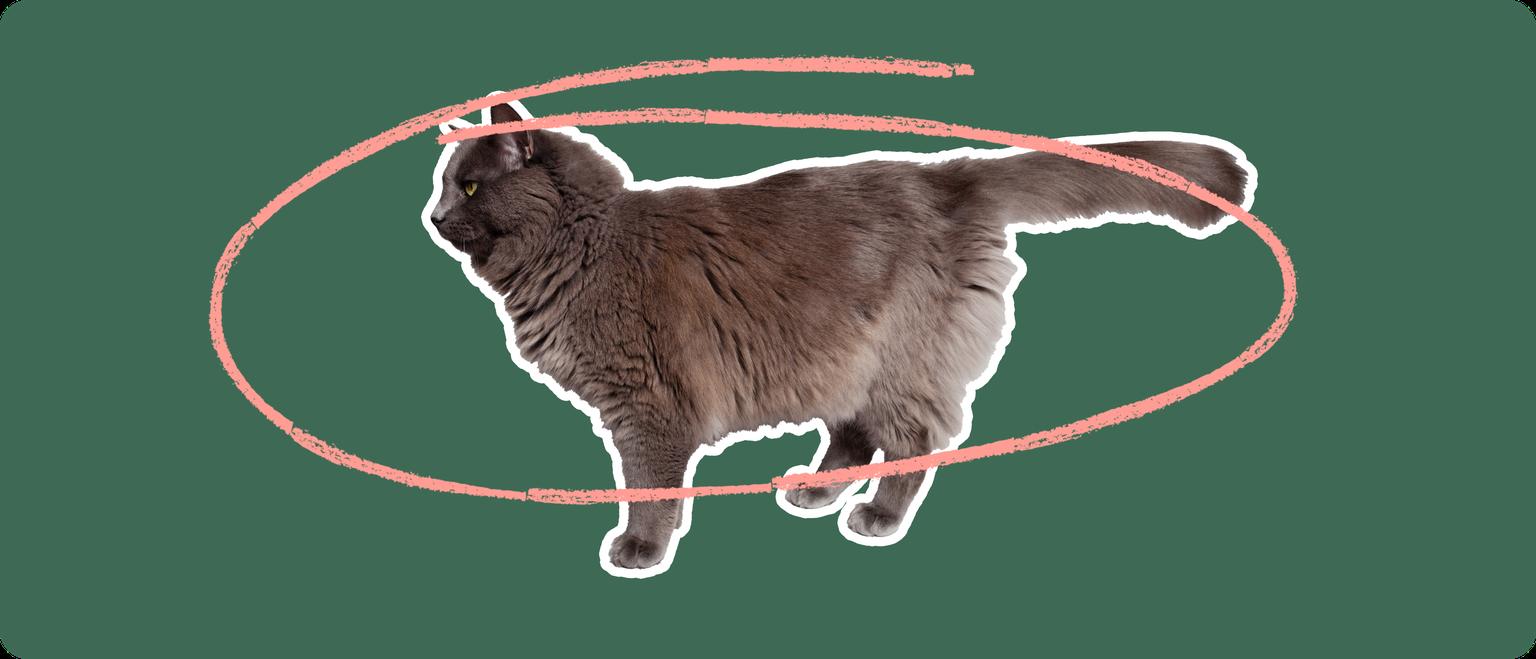 The sideview of a fluffy dark grey cat cut out with a white outline, with a pink circle around it's body, on a solid green background