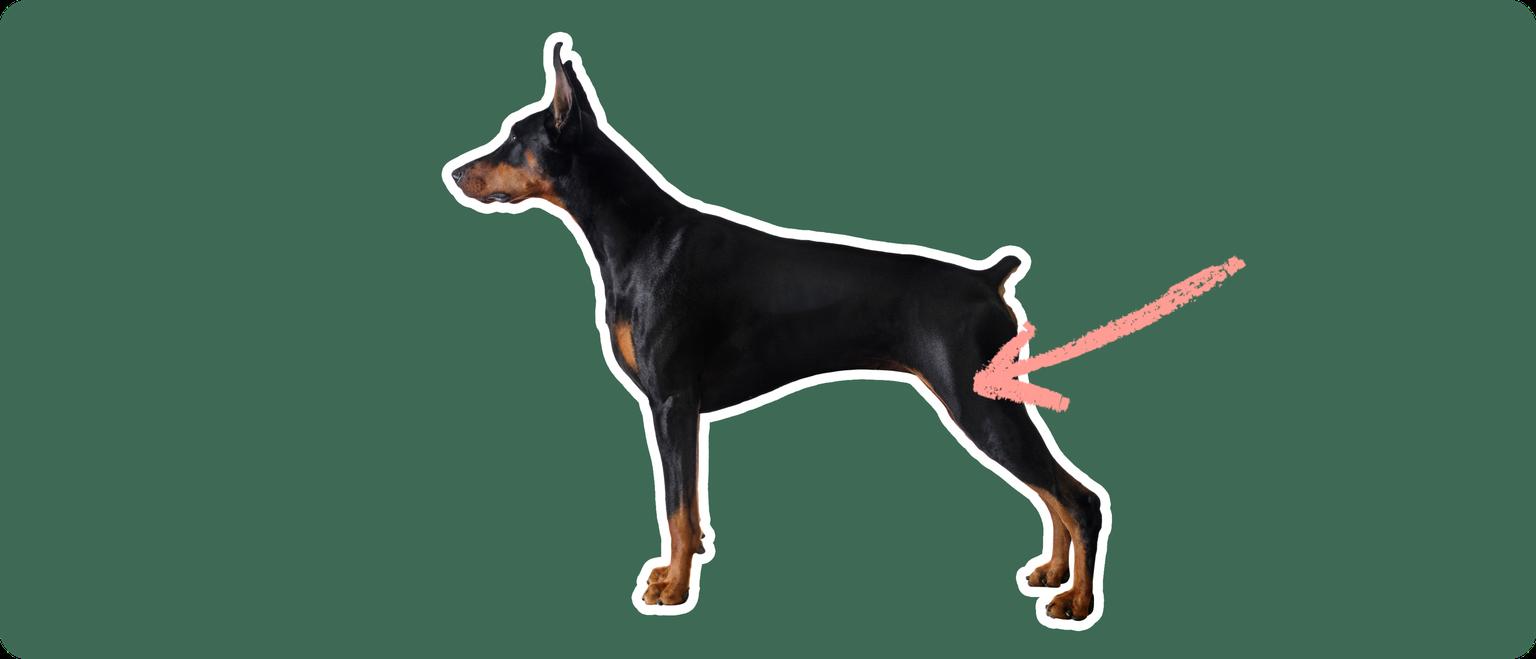 Doberman pinscher with a pink arrow drawn to its hip