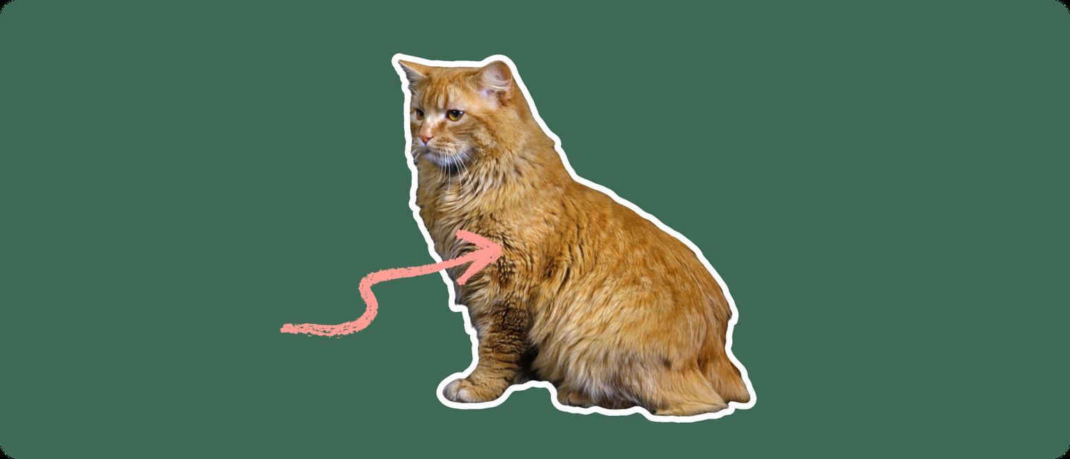 A long-haired orange cat with no tail, cut out with a white outline and a pink arrow pointing to it's chest, on a solid green background