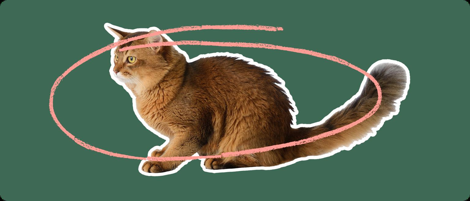 A sideview of a Somali cat cut out with a white outline, with a pink circle around it's body, on a solid green background