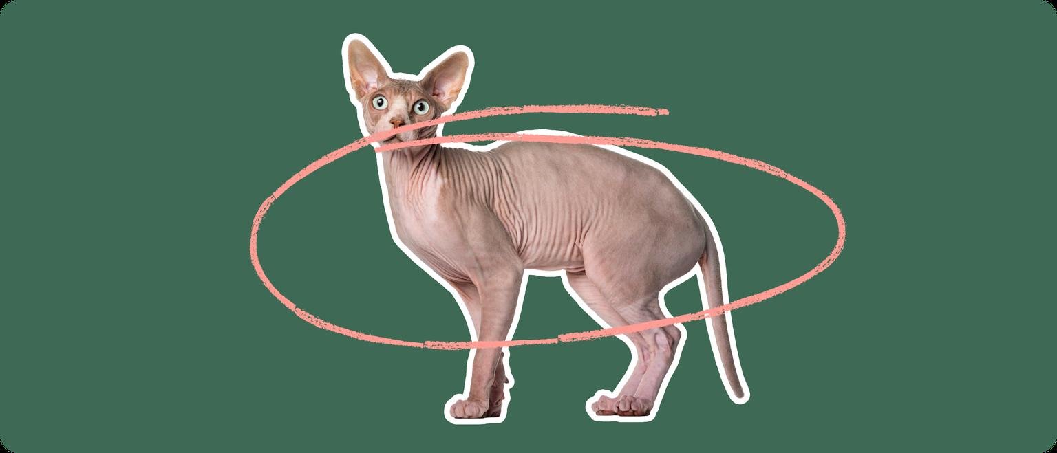 Sphynx