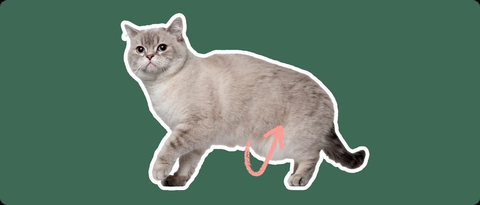 Siberian Cat