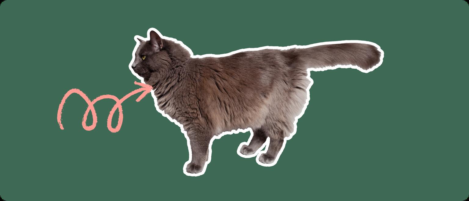 The sideview of a fluffy dark grey cat cut out with a white outline, with a pink arrow pointing to it's throat, on a solid green background