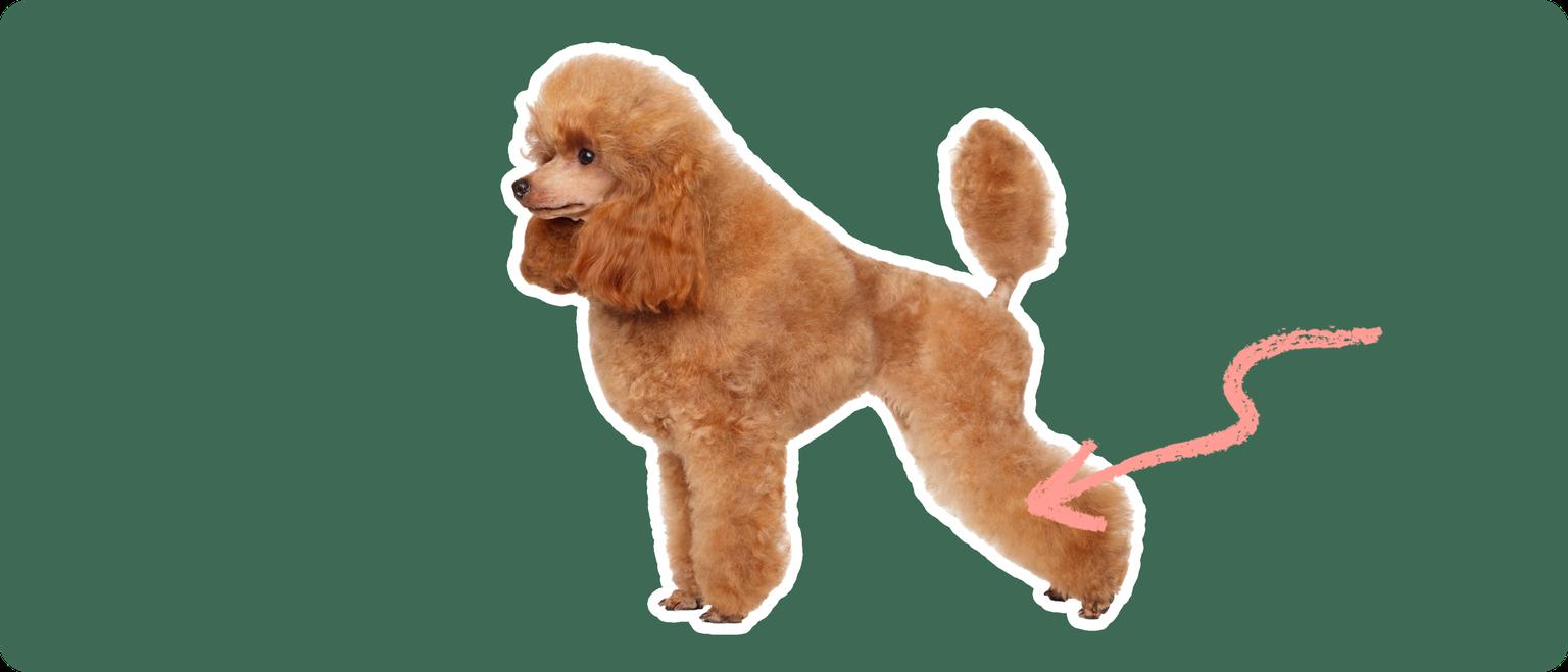 Image of a brown Toy Poodle with a pink arrow drawn to its knee