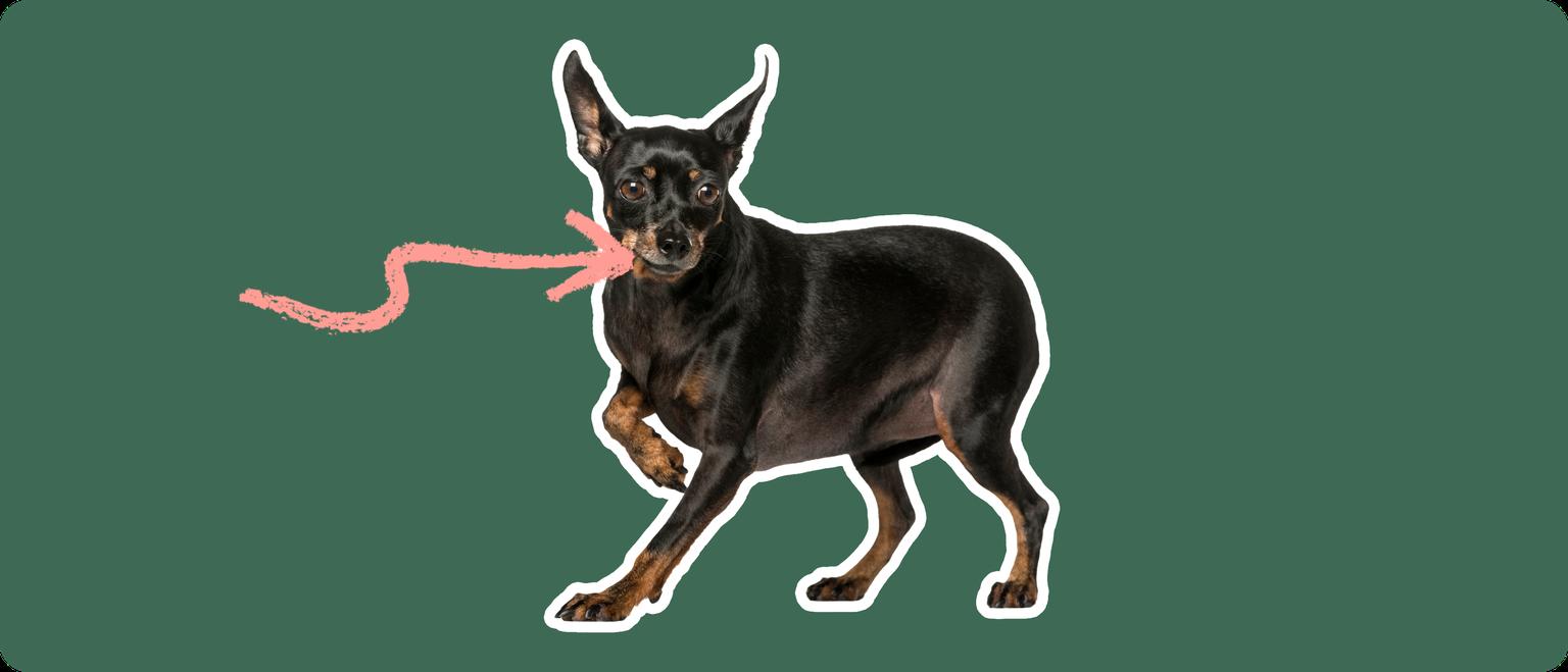 Miniature Pinscher with a pink arrow drawn to its mouth