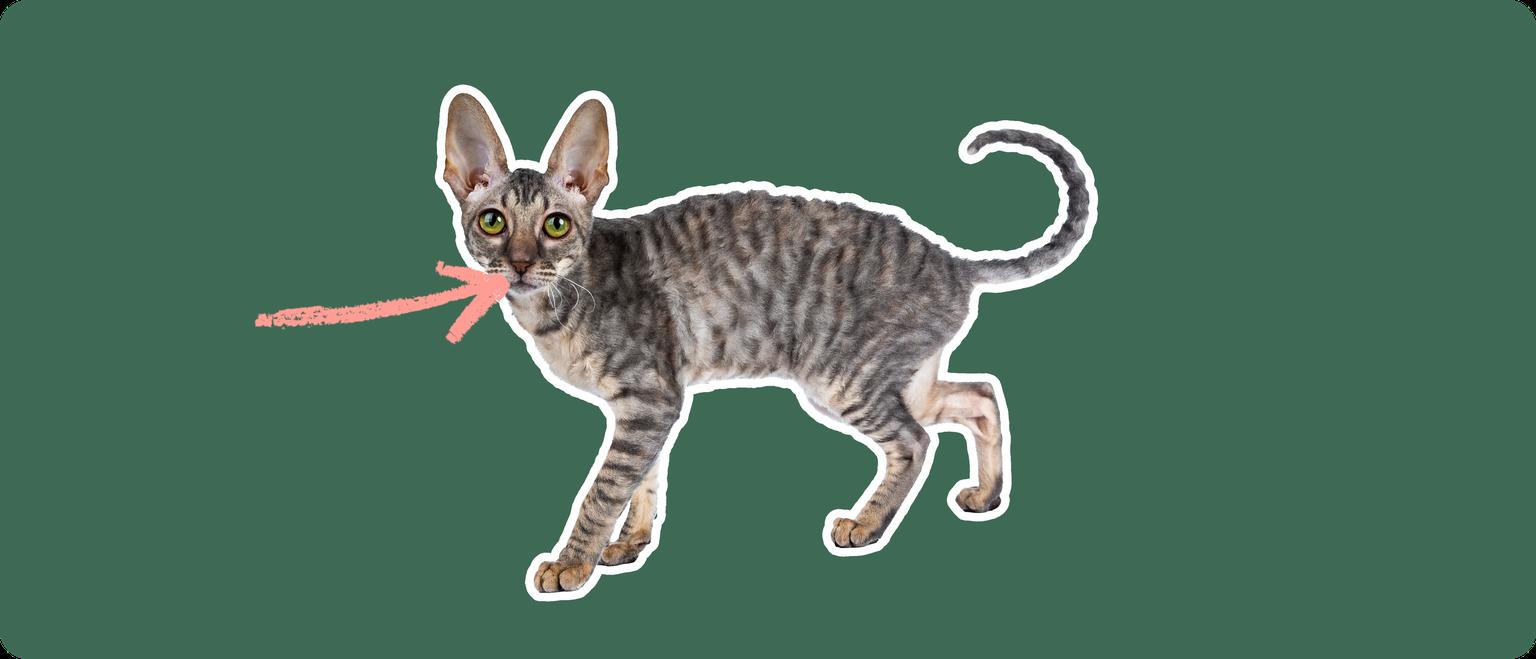 A Cornish rex cat cut out with a white outline, with a pink arrow pointing to it's mouth, on a solid green background