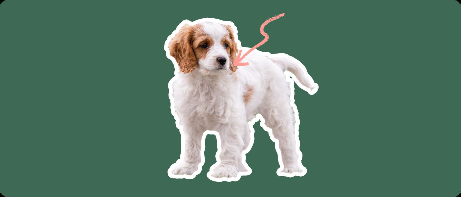 Cavachon puppy