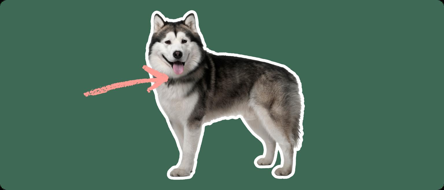 An Alaskan Malamute with a thick grey and white coat and a pink arrow pointing to the neck area, set against a dark green background. This could indicate a focus on the thyroid gland, suggesting a discussion about thyroid health.