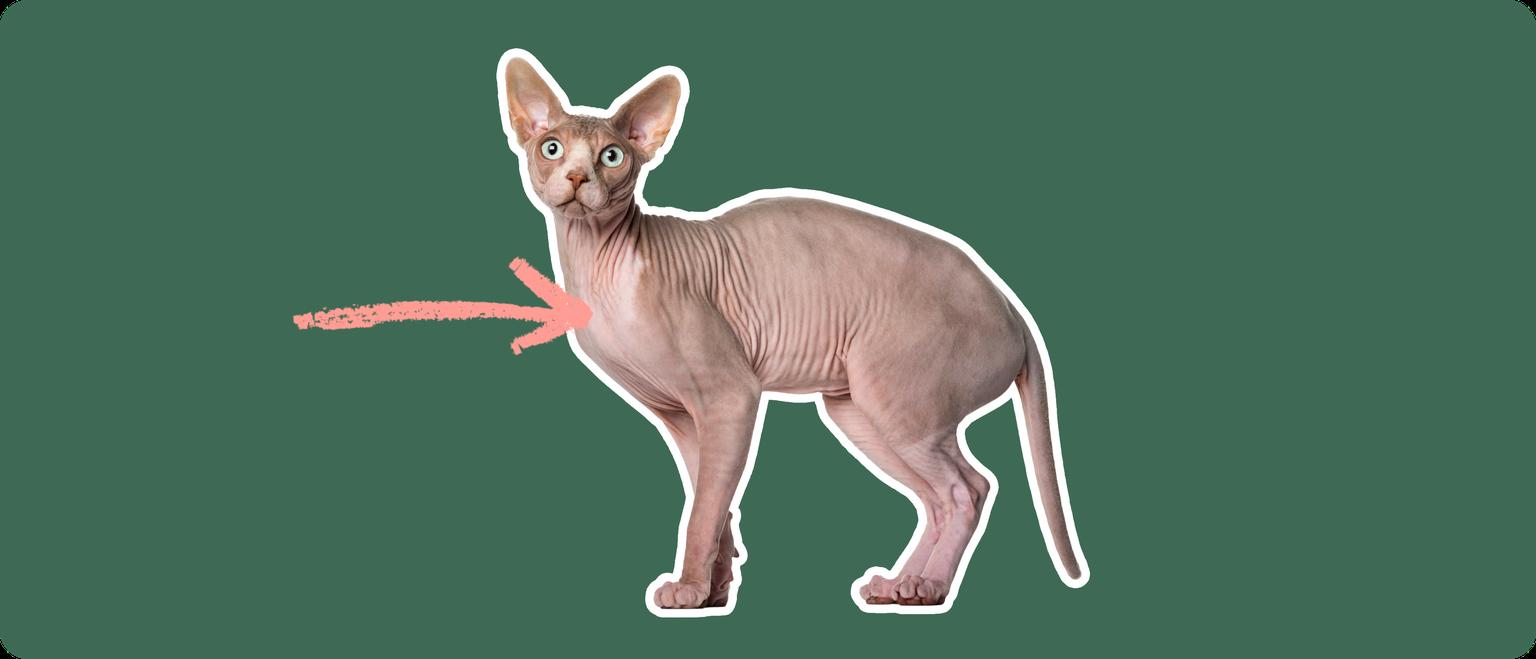 Sphynx