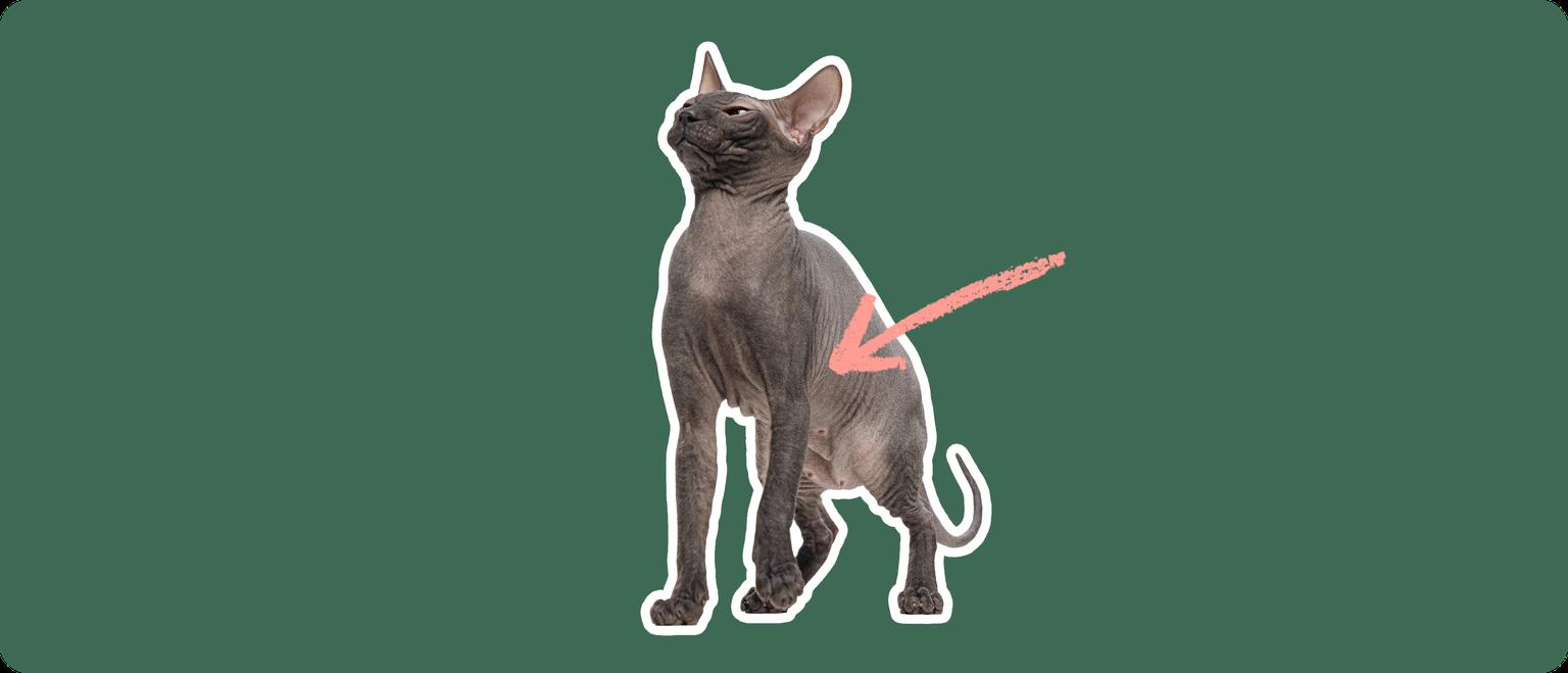 A Mexican Hairless cat, cut out with a white outline, with a pink arrow pointing to body center, on a solid green background