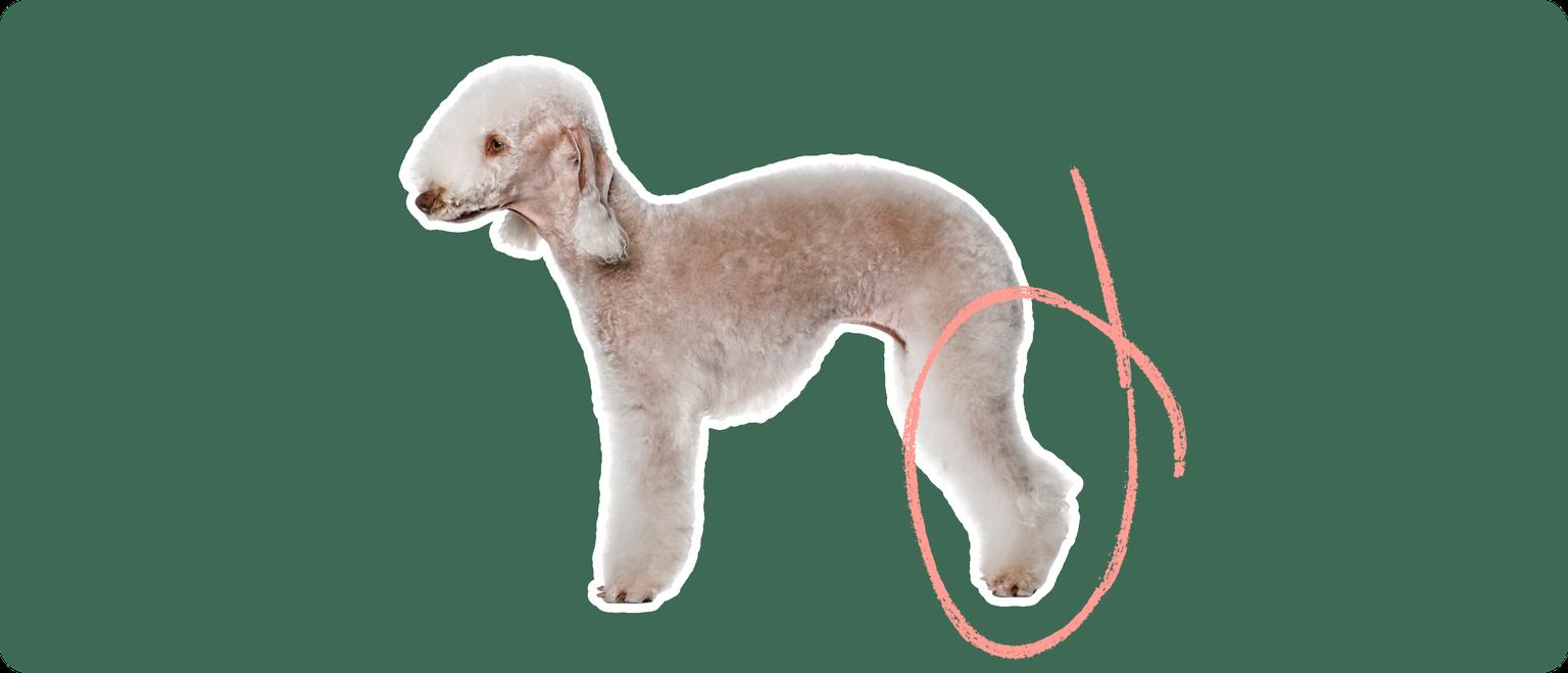 The side profile of a Bedlington Terrier, cut out with a white outline, with a pink circle around it's back legs, on a solid green background