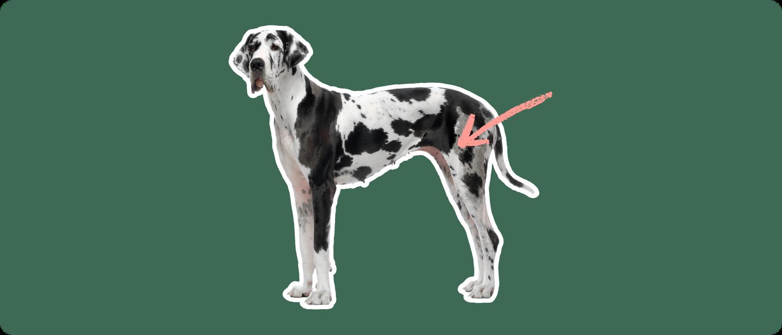 Great Dane