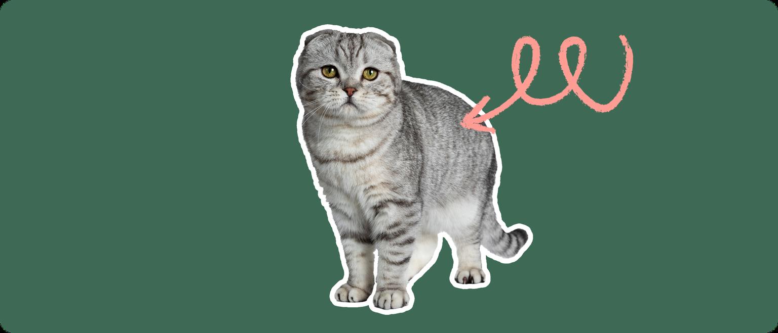 A grey and white scottish fold cat cut out, with a white outline, with a pink arrow pointing to it's back, on a solid green background