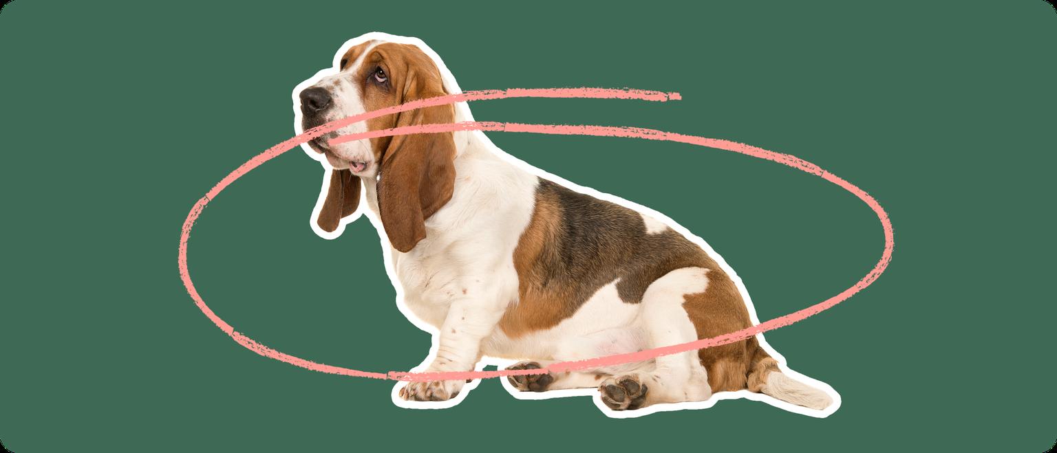 A Basset Hound dog cut out with a white outline on a green background with a pink circle around it's body