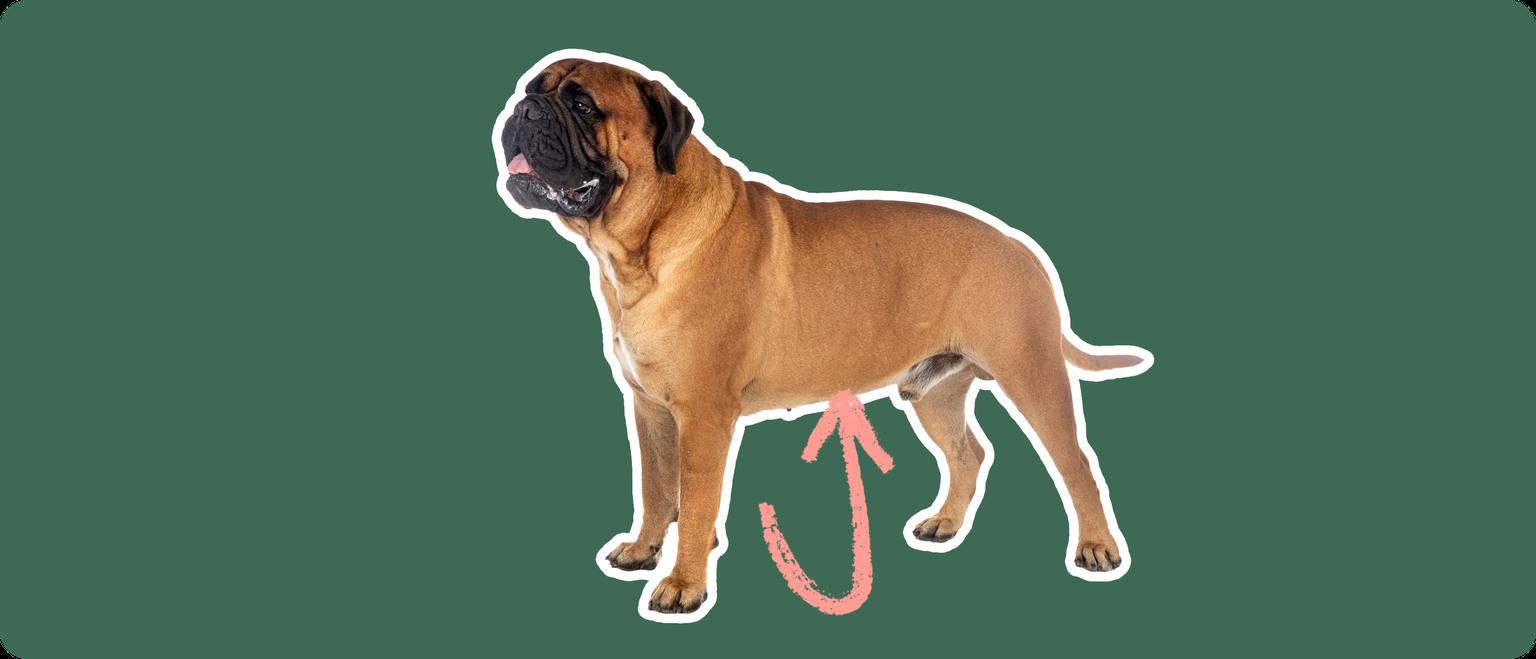 a Bullmastiff cut out with white outline on a green background with a pink arrow pointing toward it's stomach
