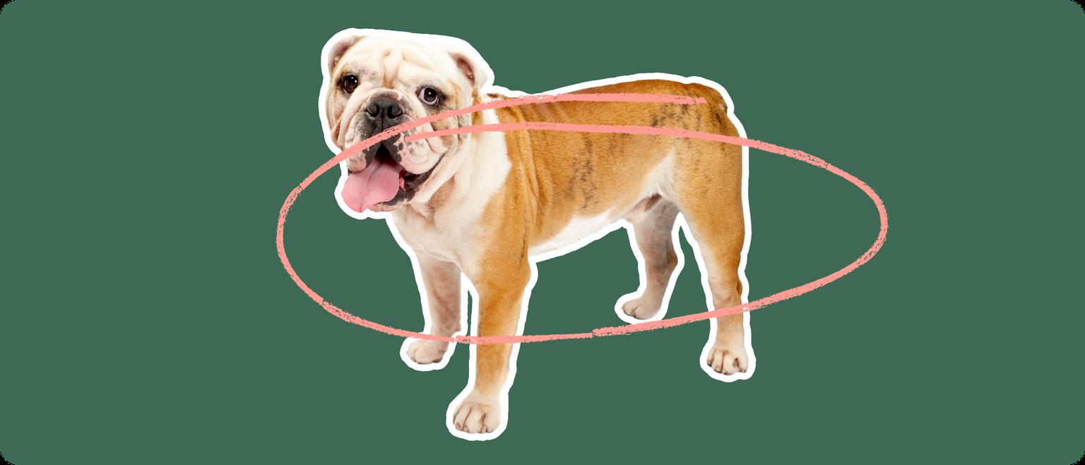Old English Bulldoge with a pink circle drawn around its body