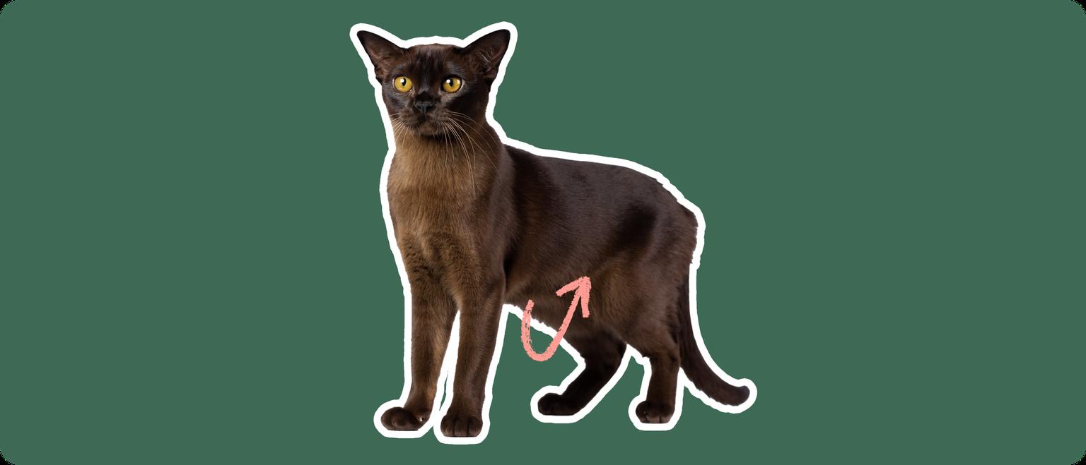 Burmese