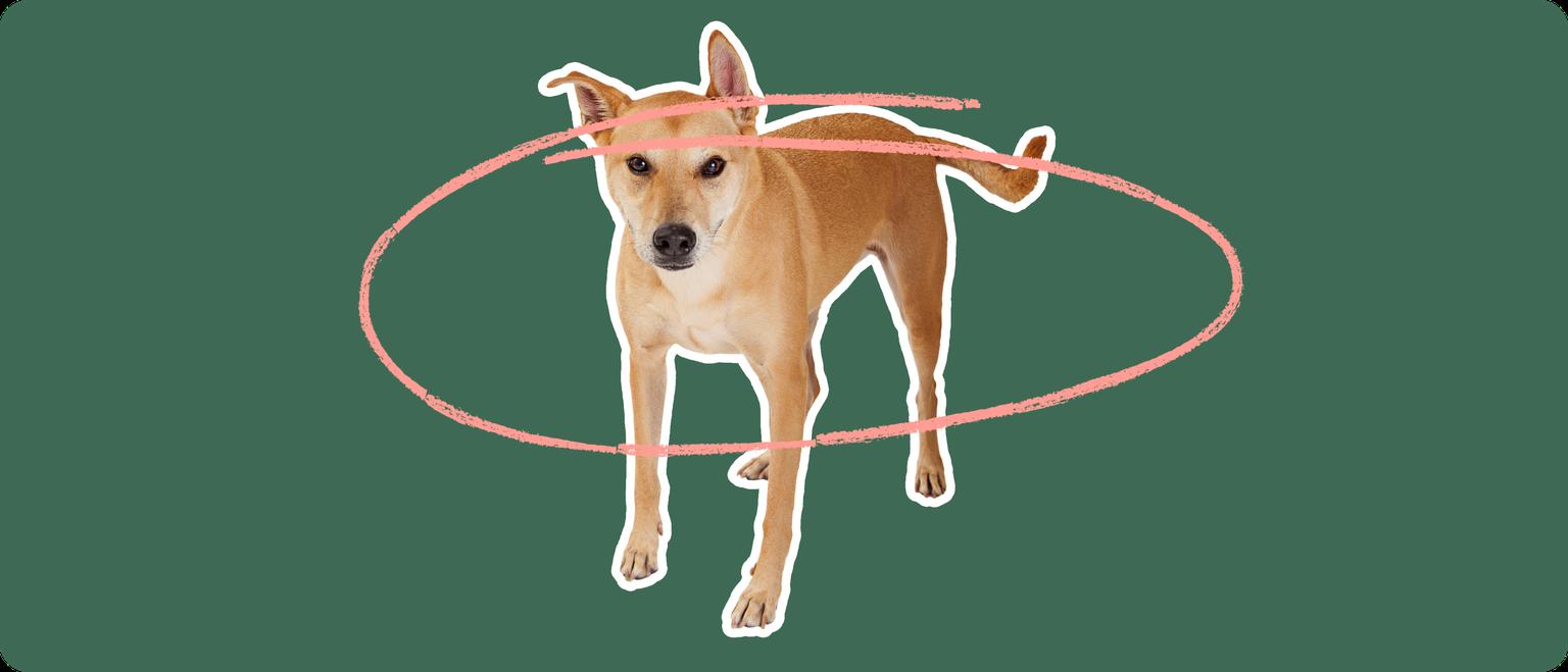 Carolina Dog with a pink circle drawn around its body