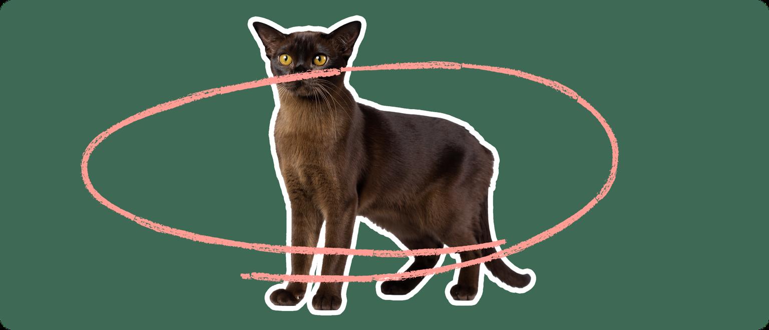 Burmese