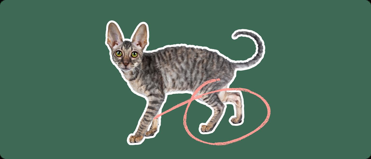 A Cornish rex cat cut out with a white outline, with a pink circle around it's back legs, on a solid green background