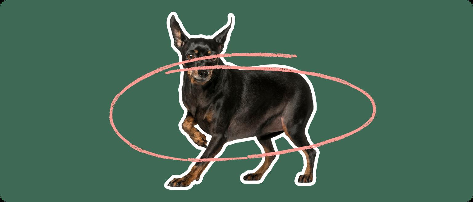 Miniature Pinscher with a pink circle drawn around its body