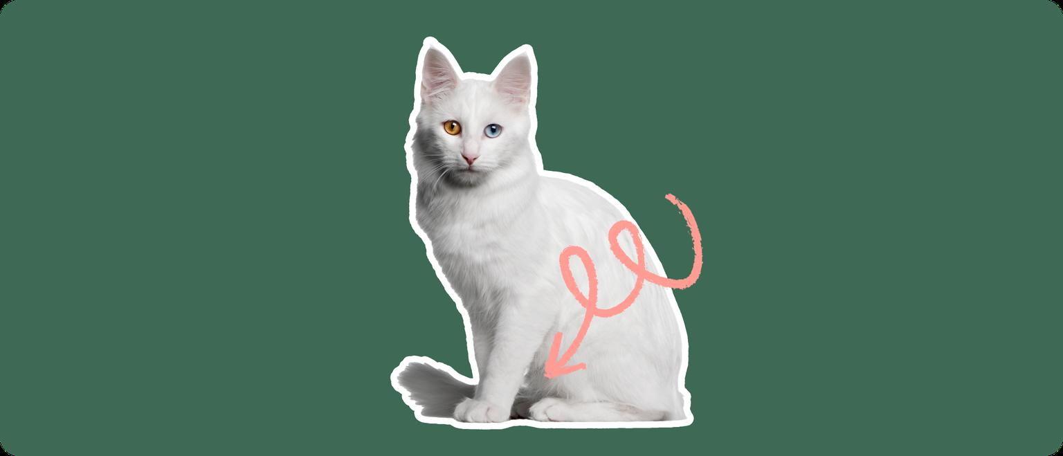 A white Turkish Angora cat with one brown eye and one blue eye, cut out with a white outline, with a pink arrow pointing to it's lower belly, on a solid green background