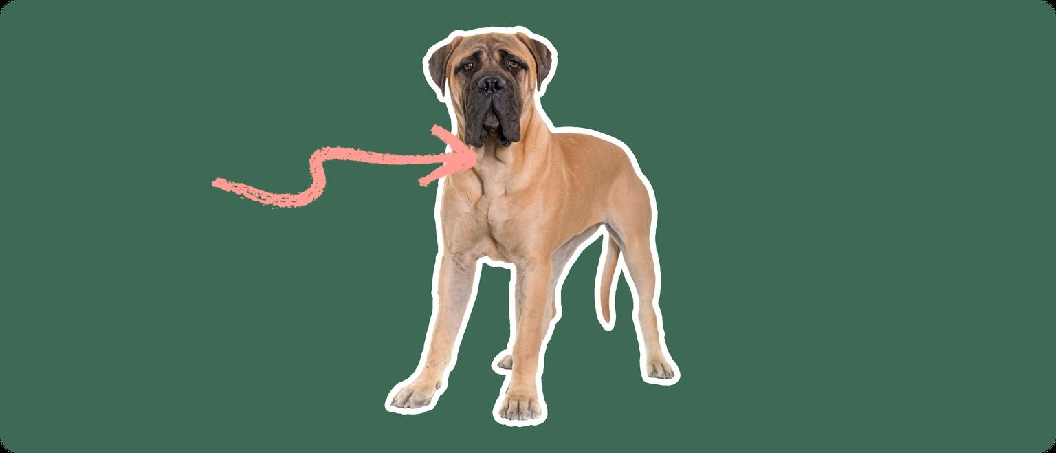 Mastiff with a pink arrow drawn to its neck