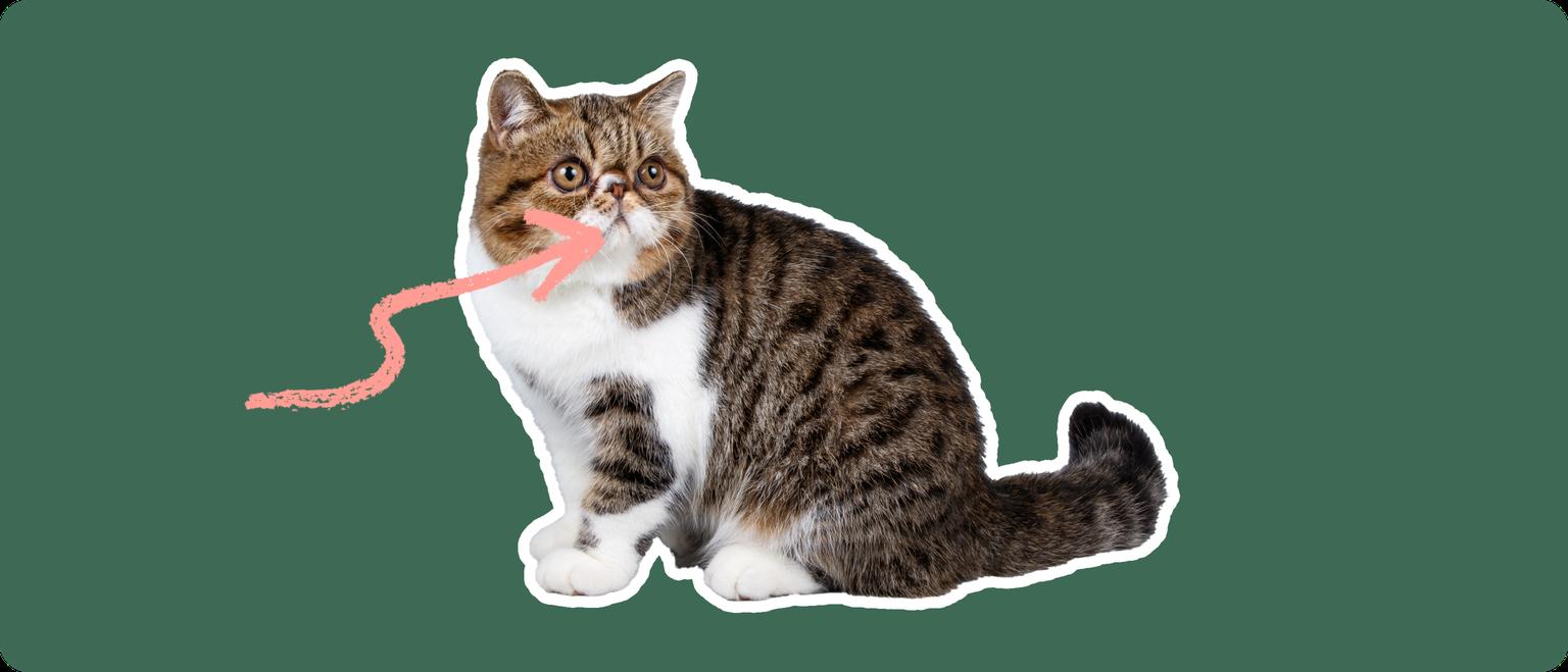 An exotic shorthair cat cut out with a white stroke, on a green background, with a pink arrow pointing at it's mouth