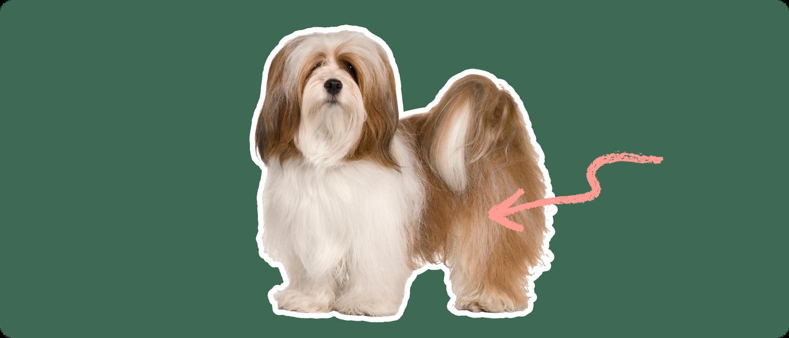 Lhasa Aspo