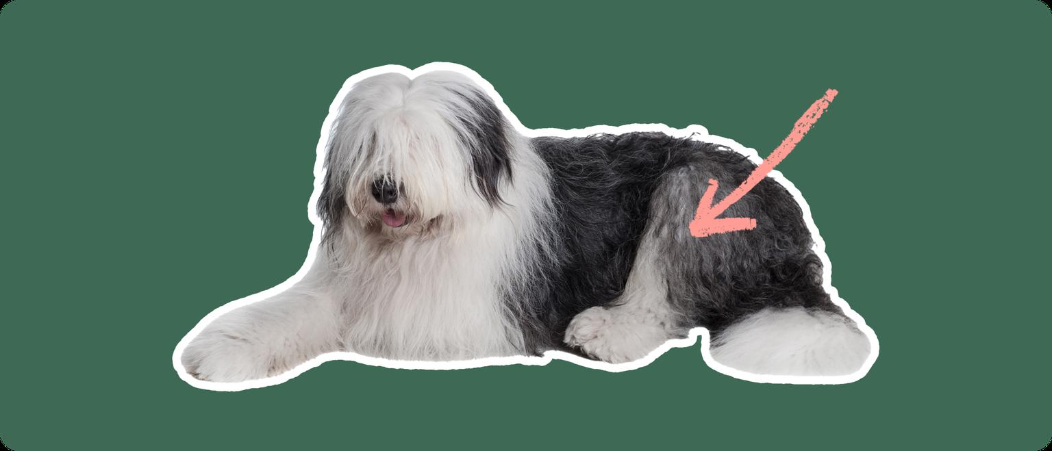 An old english sheepdog cut out with a white outline, with a pink arrow pointing to it's back hip, on a solid green background