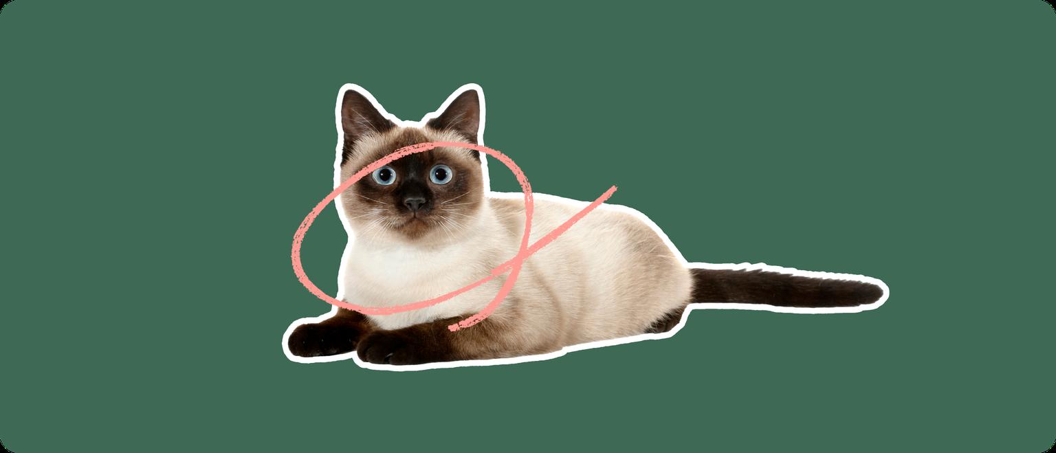 A Thai cat cut out with a white outline, with a pink circle around it's face and neck, on a solid green background