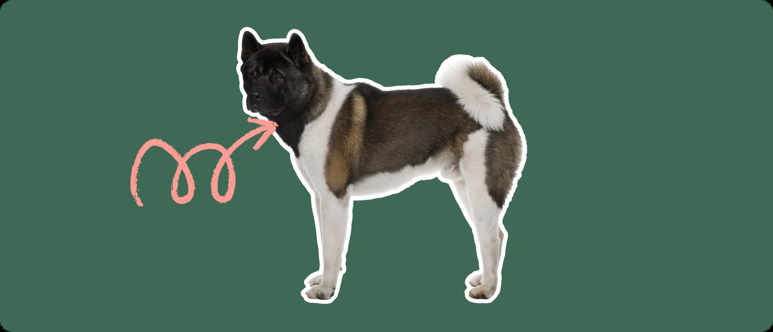A brown and white Akita dog cut out, with a white outline, with a pink arrow pointing to it's neck, on a solid green background
