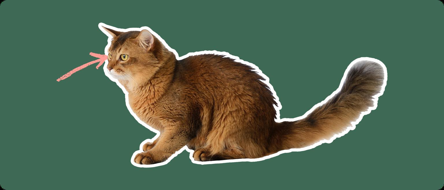 A sideview of a Somali cat cut out with a white outline, with a pink arrow pointing to it's eye, on a solid green background