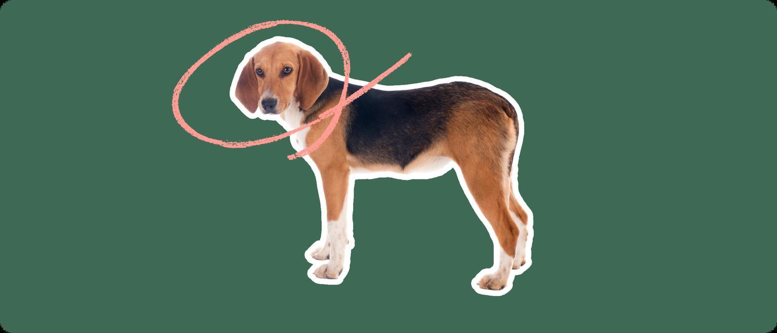 A Harrier dog cut out with a white outline, with a pink circle around it's head, on a solid green background