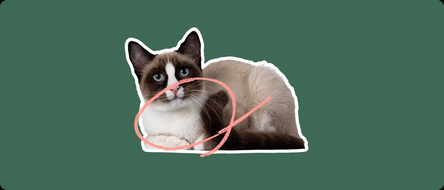 A snowshoe cat lying down, cutout with a white outline, with a pink circle around it's chest, on a solid green background