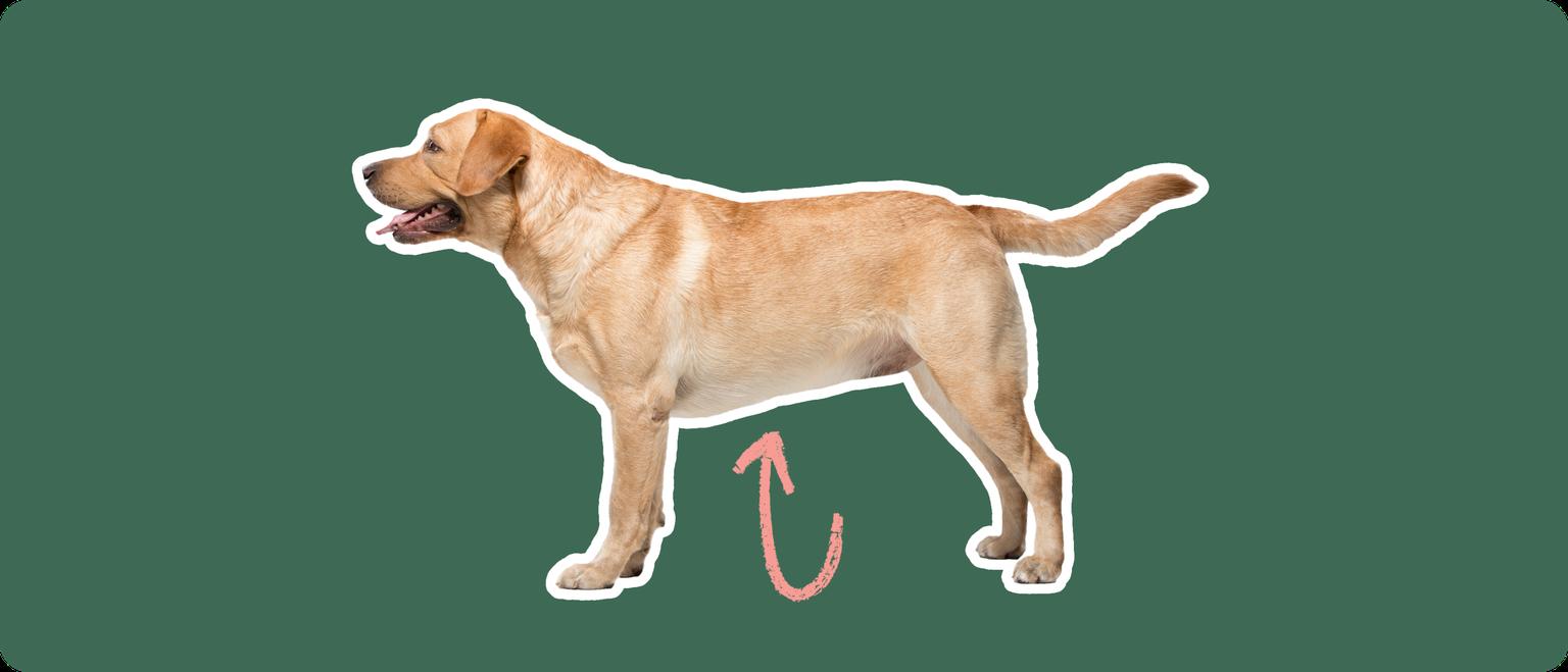lab