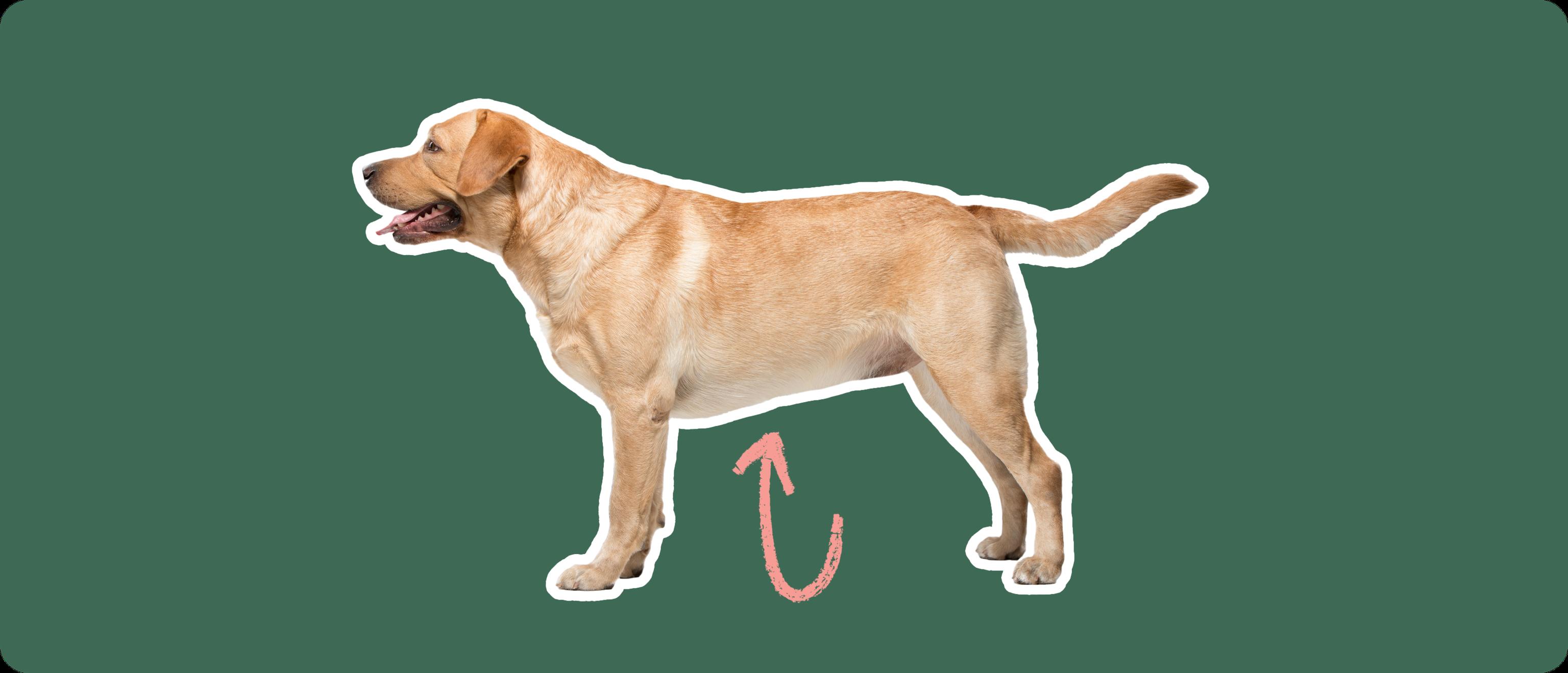 lab