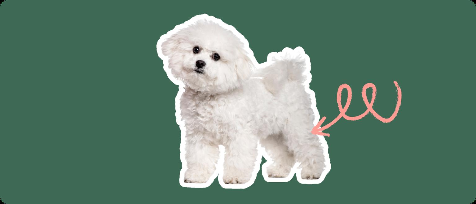 Bichon Frise