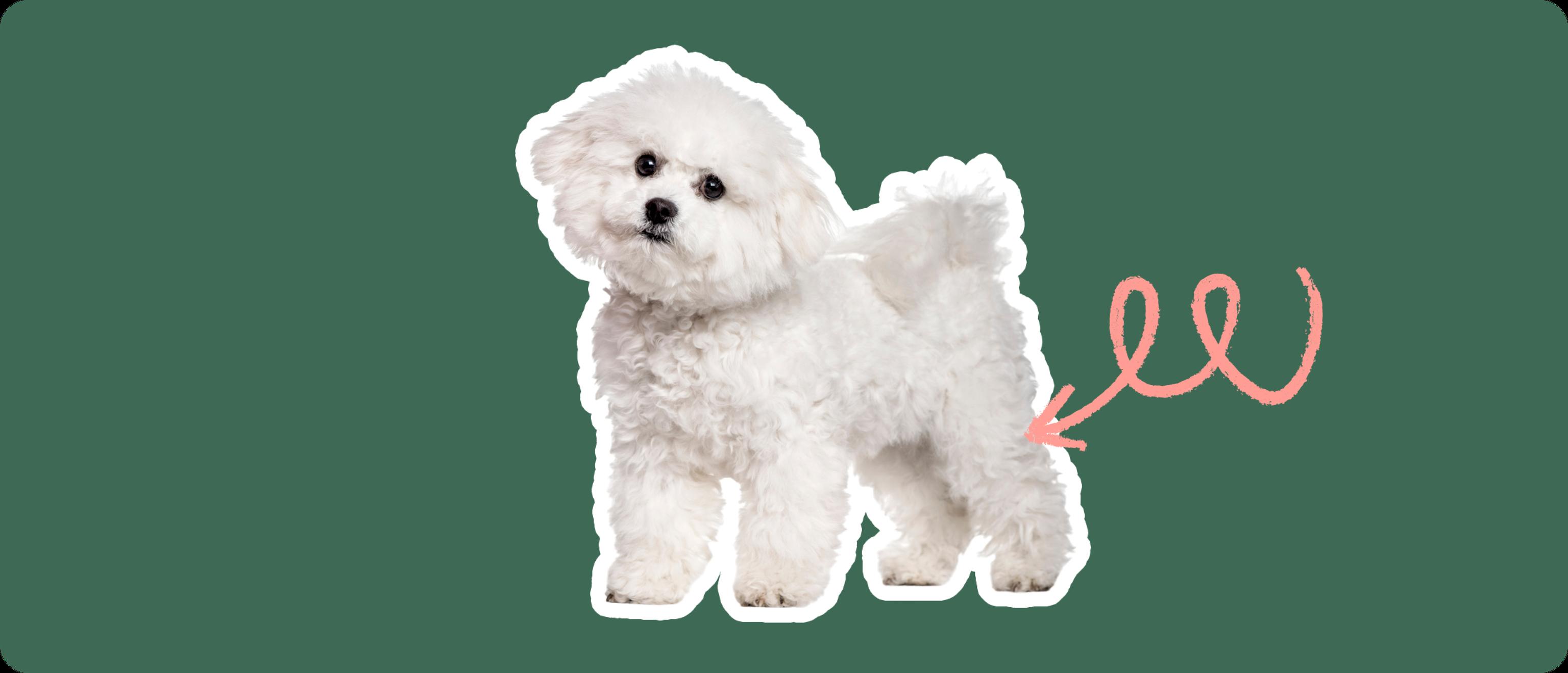A white fluffy dog with a curly coat, standing on all fours, looking attentively to the side. A red, looping arrow points to the dog's right hip area, on a dark green background, suggesting a focus on hip health or potential hip dysplasia.